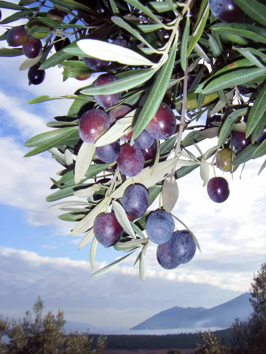 Mature olives waiting to be harvested and turned into extra virgin olive oil Mature olives on the tree waiting to be harvested and turned into extra virgin olive oil