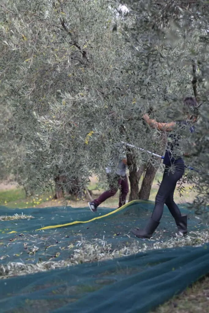 Playing hide and seek among the trees, while harvesting olive fruit.