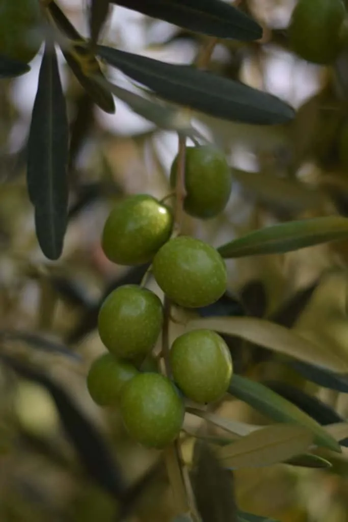 Green olive of Amfissa cultivar, used for the production of Greek olive oil in Myrolion Estate.