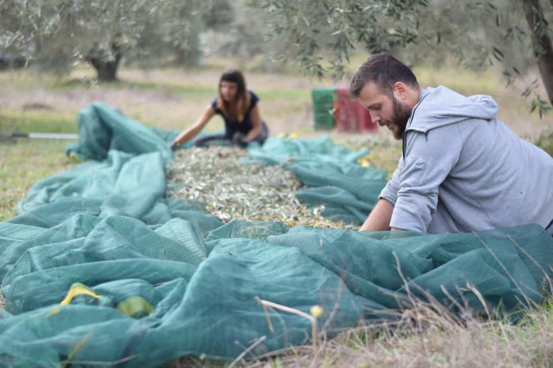 Clearing the nets to make the best olive oil Myrolion family clearing the nets to create Greek olive oil, the best olive oil.