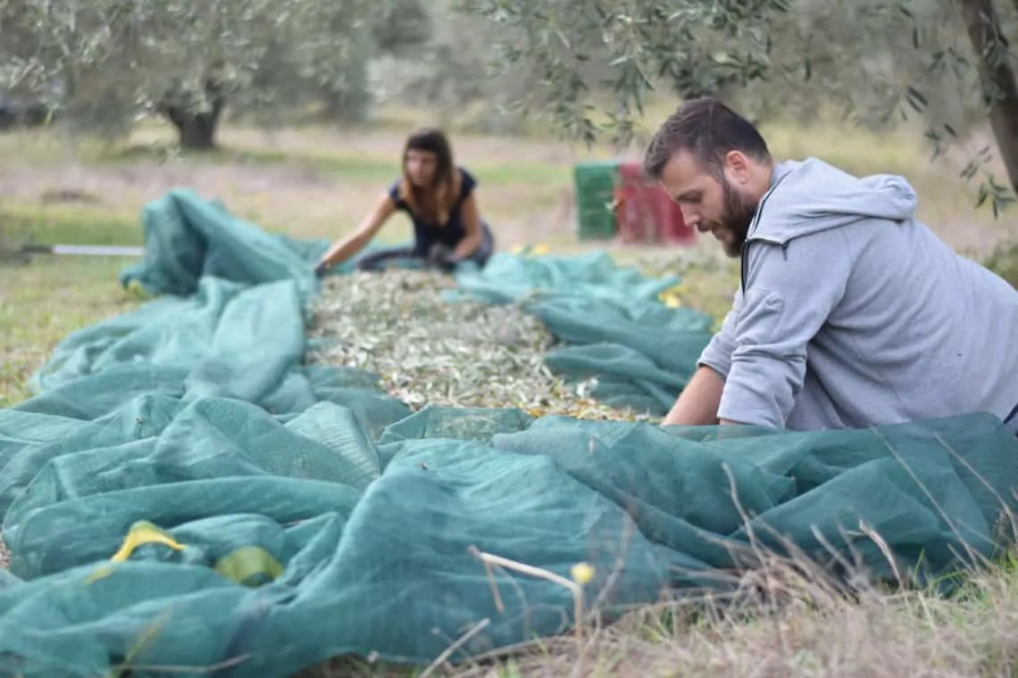 Myrolion family clearing the nets to create Greek olive oil, the best olive oil.