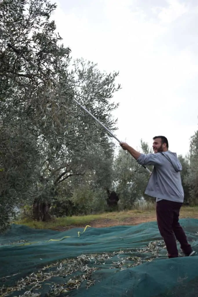 Athanasios is harvesting olives to create exquisite organic extra virgin olive oil Myrolion