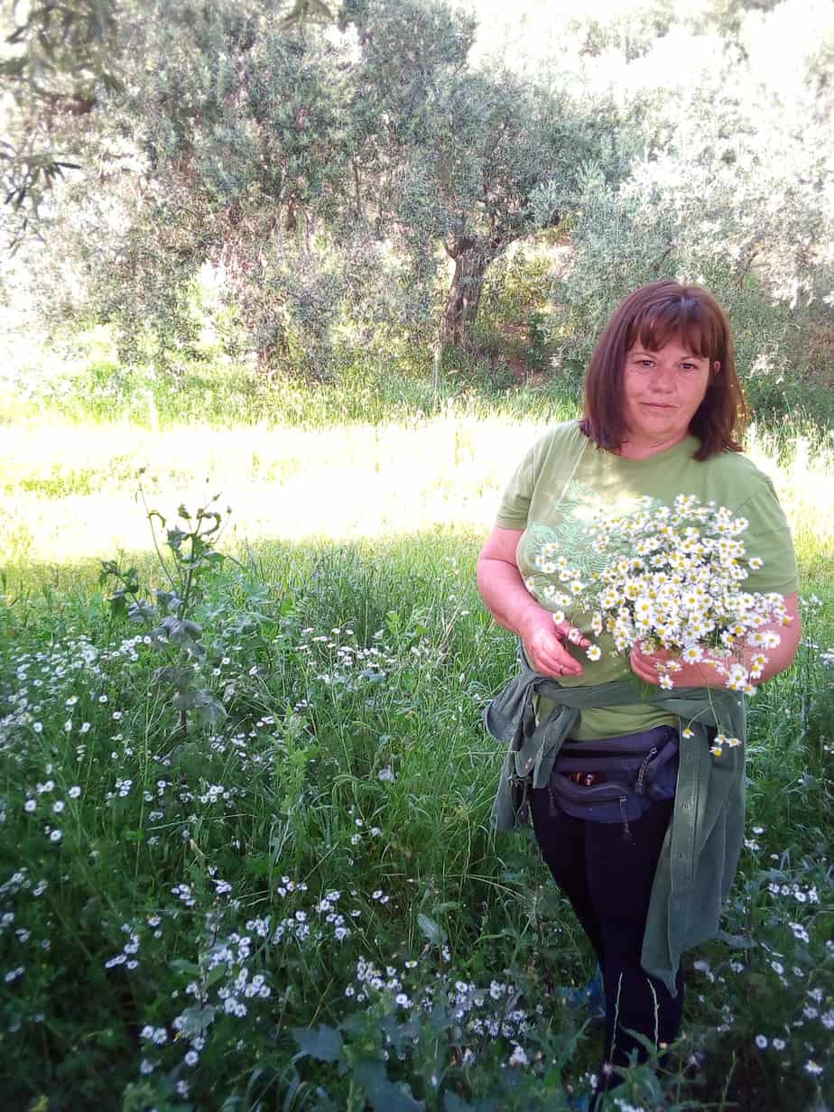 Ioanna bei der Ernte von Kamille im Bio-Olivenhain unserer Familie.