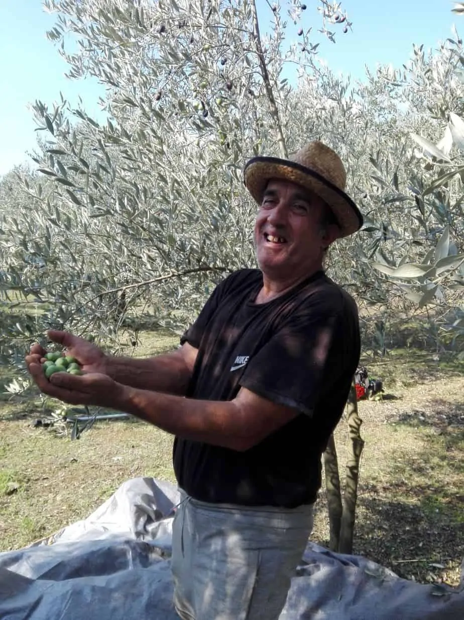 Dimitris enjoys harvesting olives, from our new harvest olive oil 2019