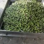 Olives about to be pressed, from our new harvest olive oil 2019