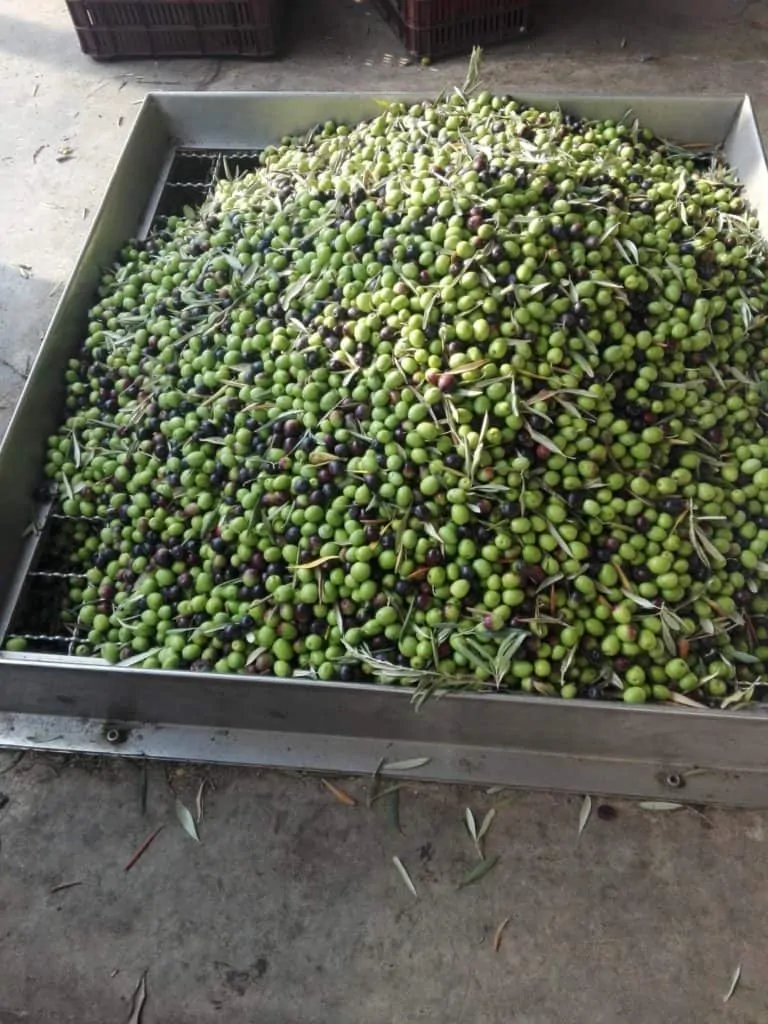 Olives about to be pressed, from our new harvest olive oil 2019