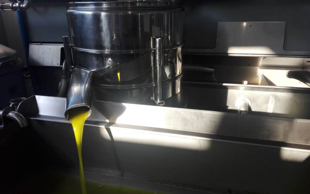 Fresh cold pressed olive oil the moment it is produced, from our new harvest olive oil 2019