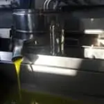 Fresh cold pressed olive oil the moment it is produced, from our new harvest olive oil 2019