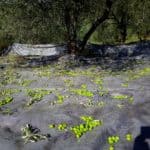 Harvested olives fall on the nets, from our new harvest olive oil 2019