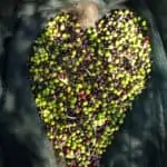 Olive fruit form a heart. From our new harvest olive oil 2019