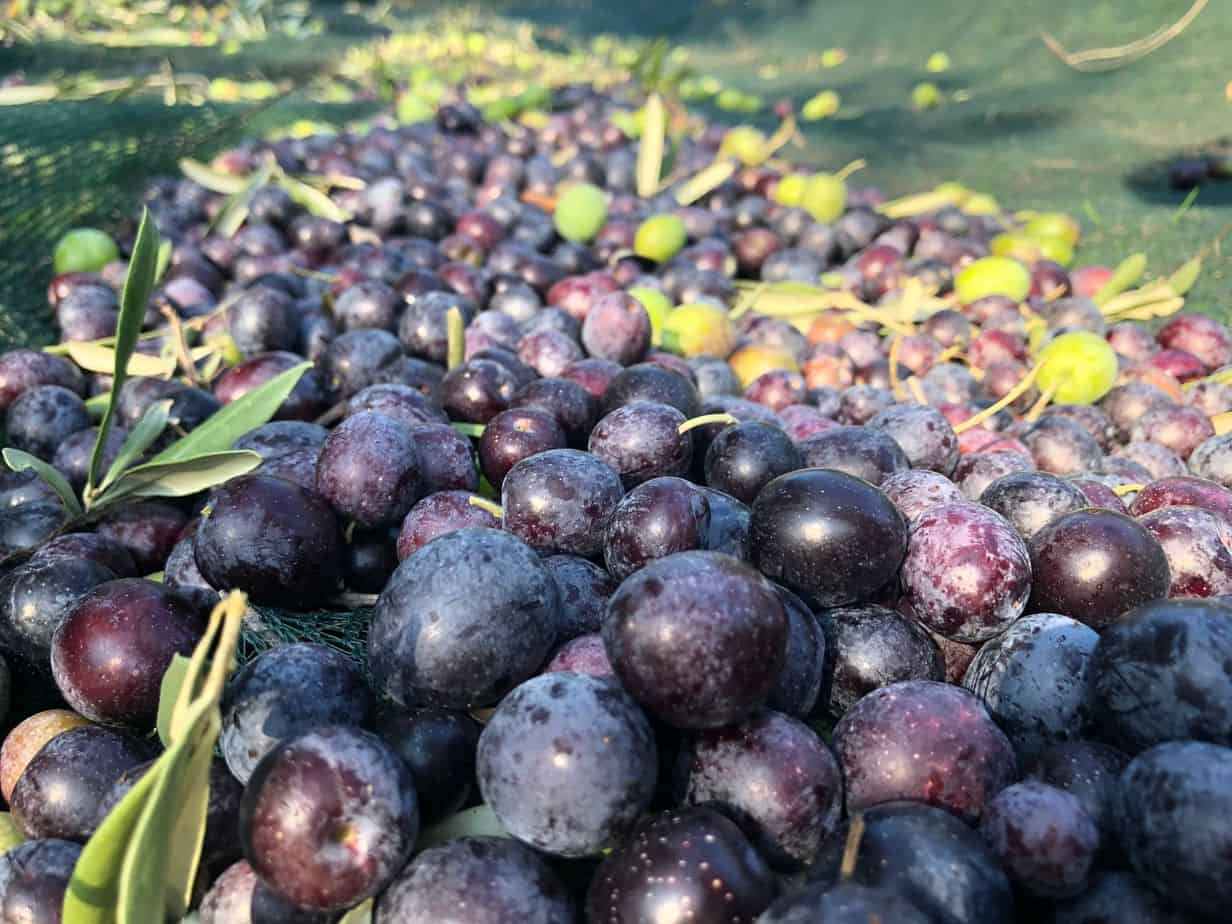 Harvested olives Freshly harvested olives waiting on the net waiting to be turned into High Phenolic Organic Extra Virgin Olive Oil Myrolion