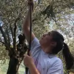 Caroline Harvests Olive Fruit with the Luros, from Our New Harvest Olive Oil 2019