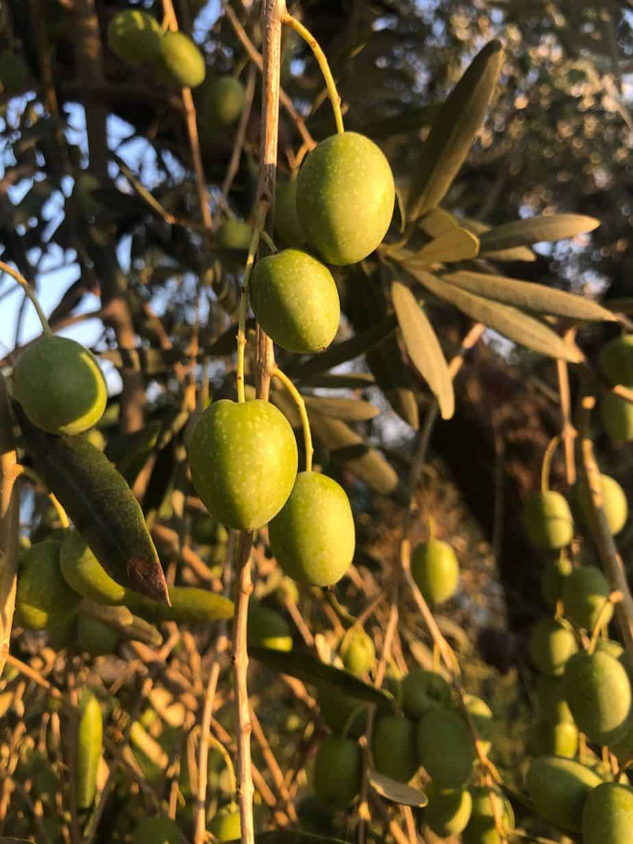 Olives to be harvested Olives to be harvested, from our new harvest olive oil 2019