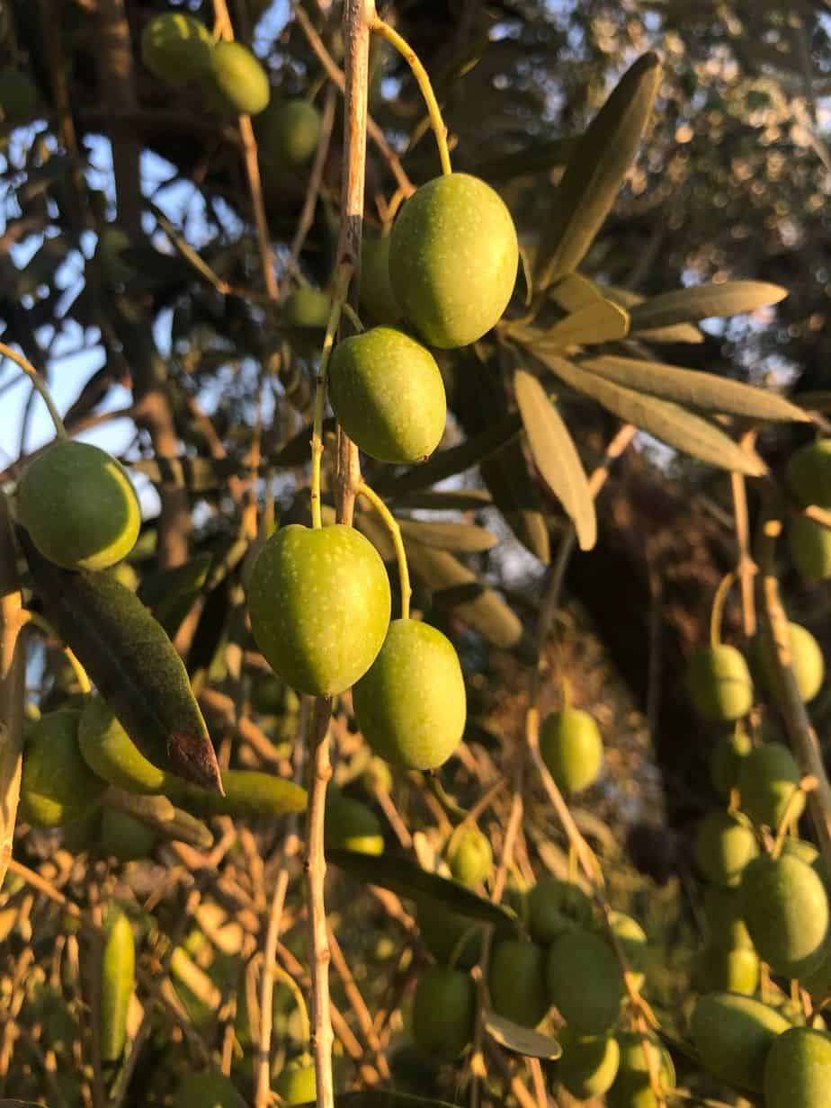 Olives to be harvested, from our new harvest olive oil 2019