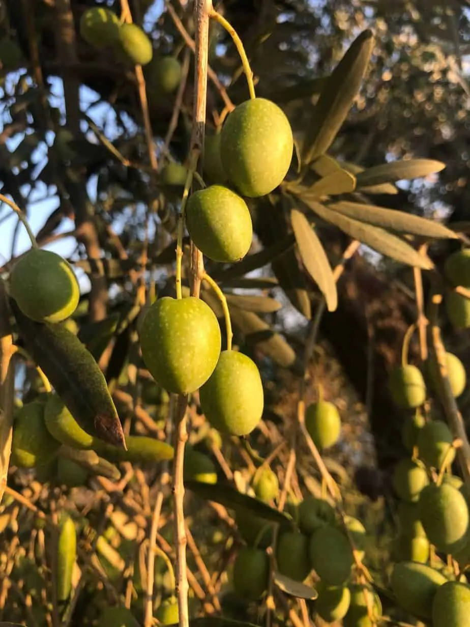 Olives to be harvested, from our new harvest olive oil 2019