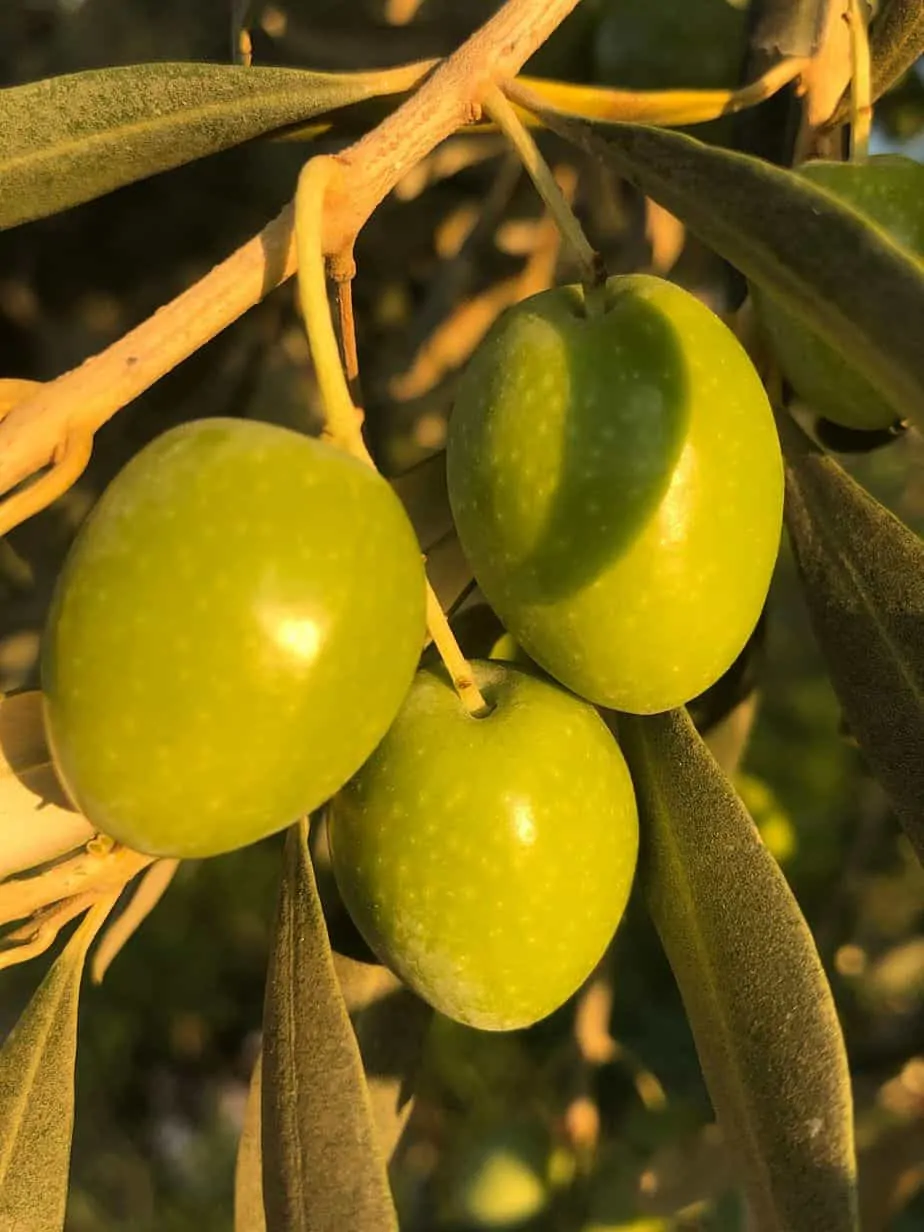 Fresh olives from our new harvest olive oil 2019