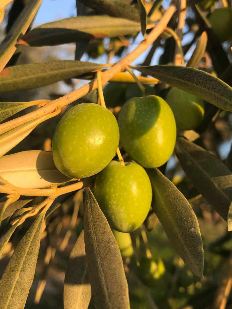 Myrolion Olives Myrolion Olives