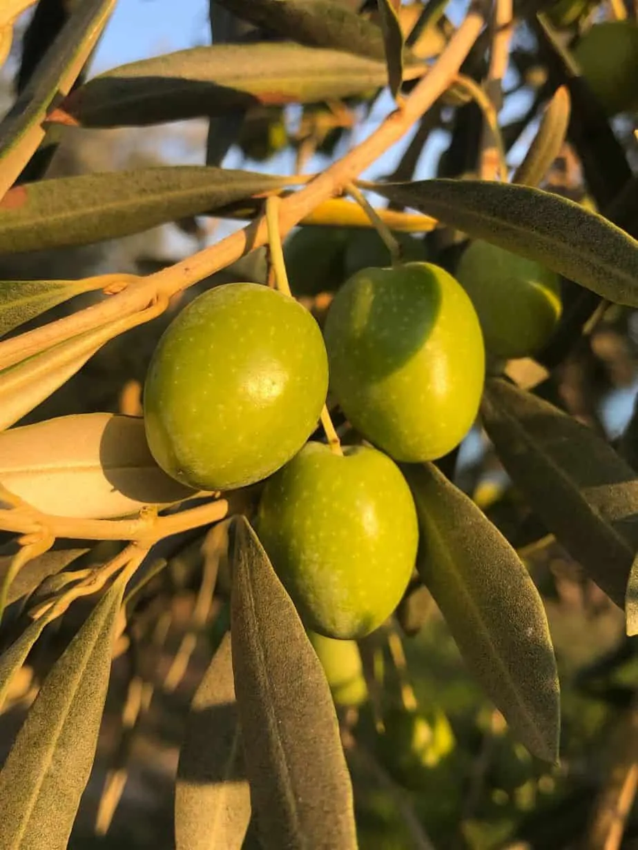 Myrolion Olives