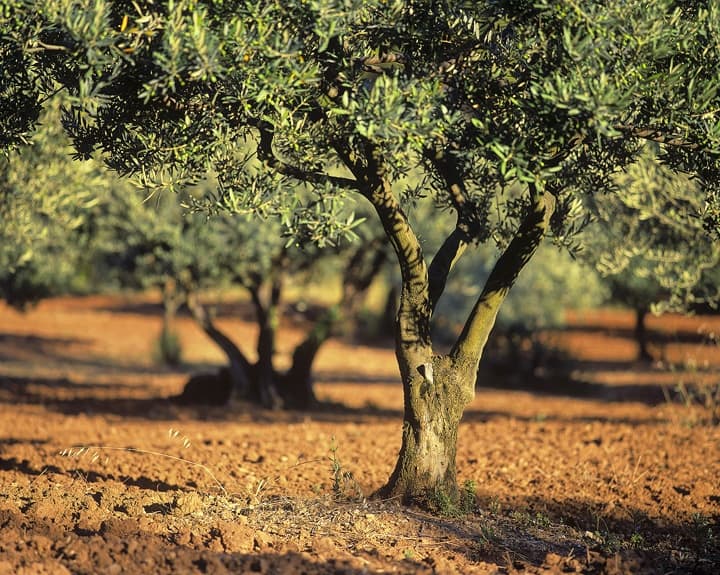 Konventioneller Olivenbaumanbau Konventioneller Olivenhain, der kein Bio-Olivenöl produziert.