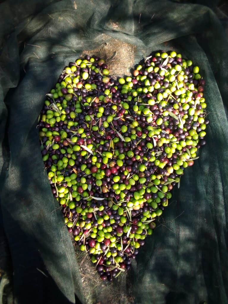 Freshly harvested olives ready to become organic olive oil