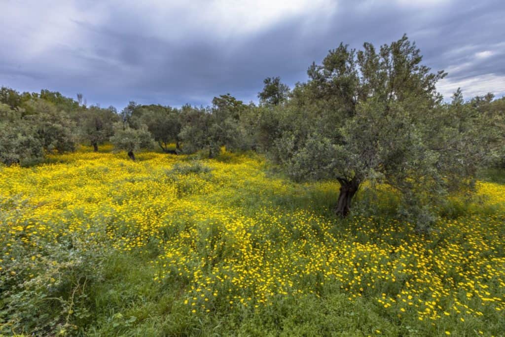 Greek Ecological Olive Grove Greek Ecological Olive Grove