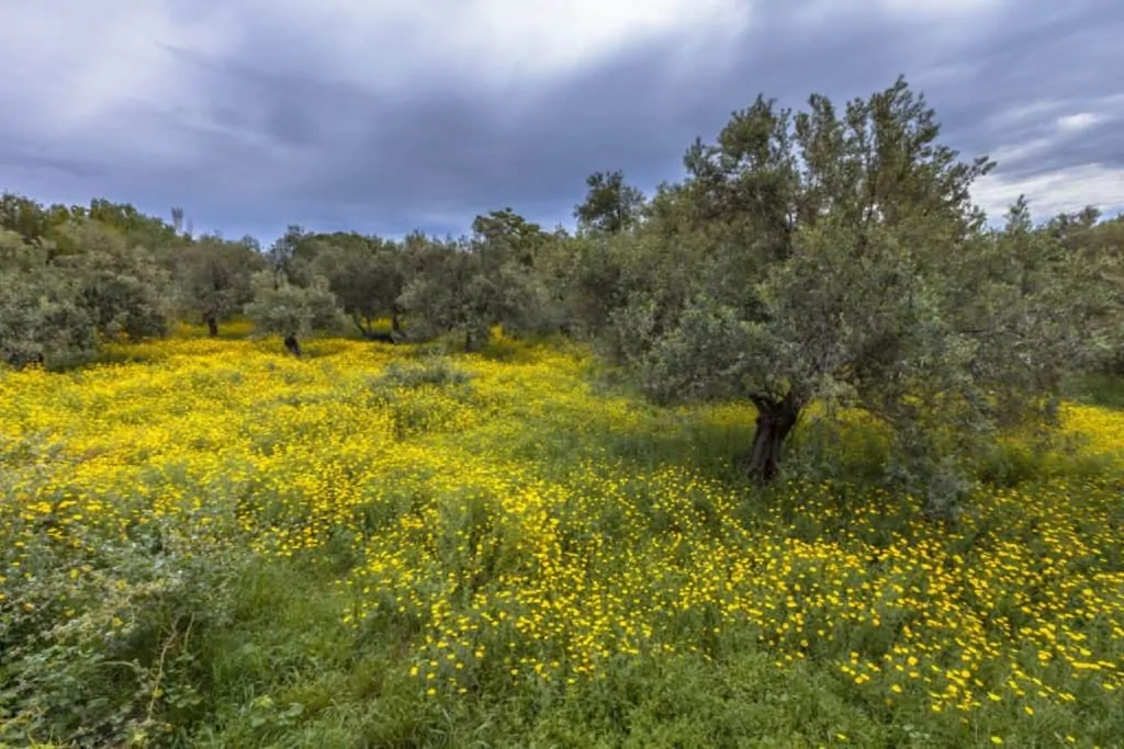 Greek Ecological Olive Grove