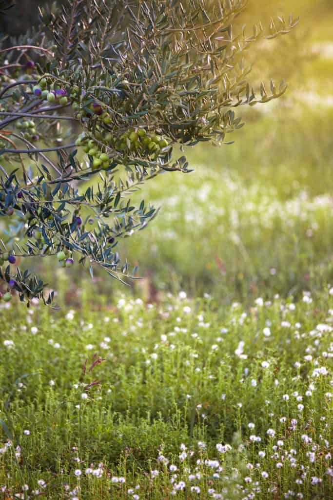 Organic Olive grove with blooming flowers