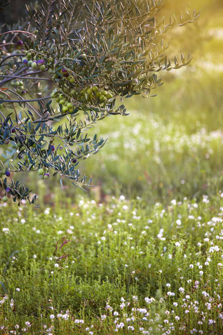 Organic Olive grove with blooming flowers Organic Olive grove with blooming flowers