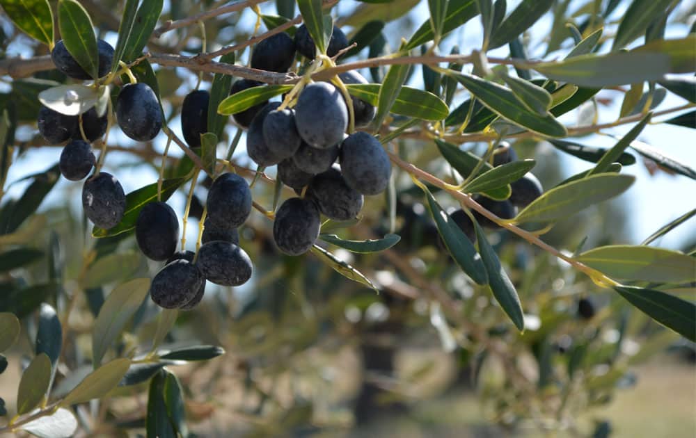 Megaritiki olives