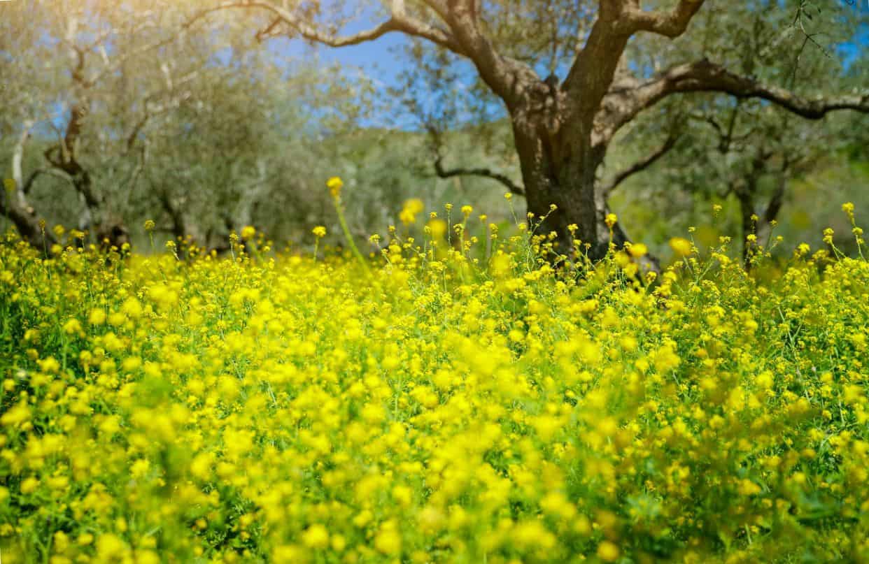Olive grove in Greece during the spring.