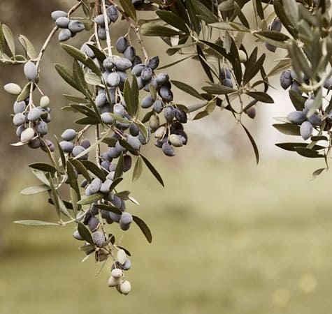 Koroneiki is the most popular Greek olive cultivar, used for the production of Greek olive oil.