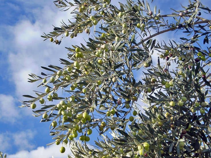 Manaki Greek olive cultivar used for the production of Greek olive oil.