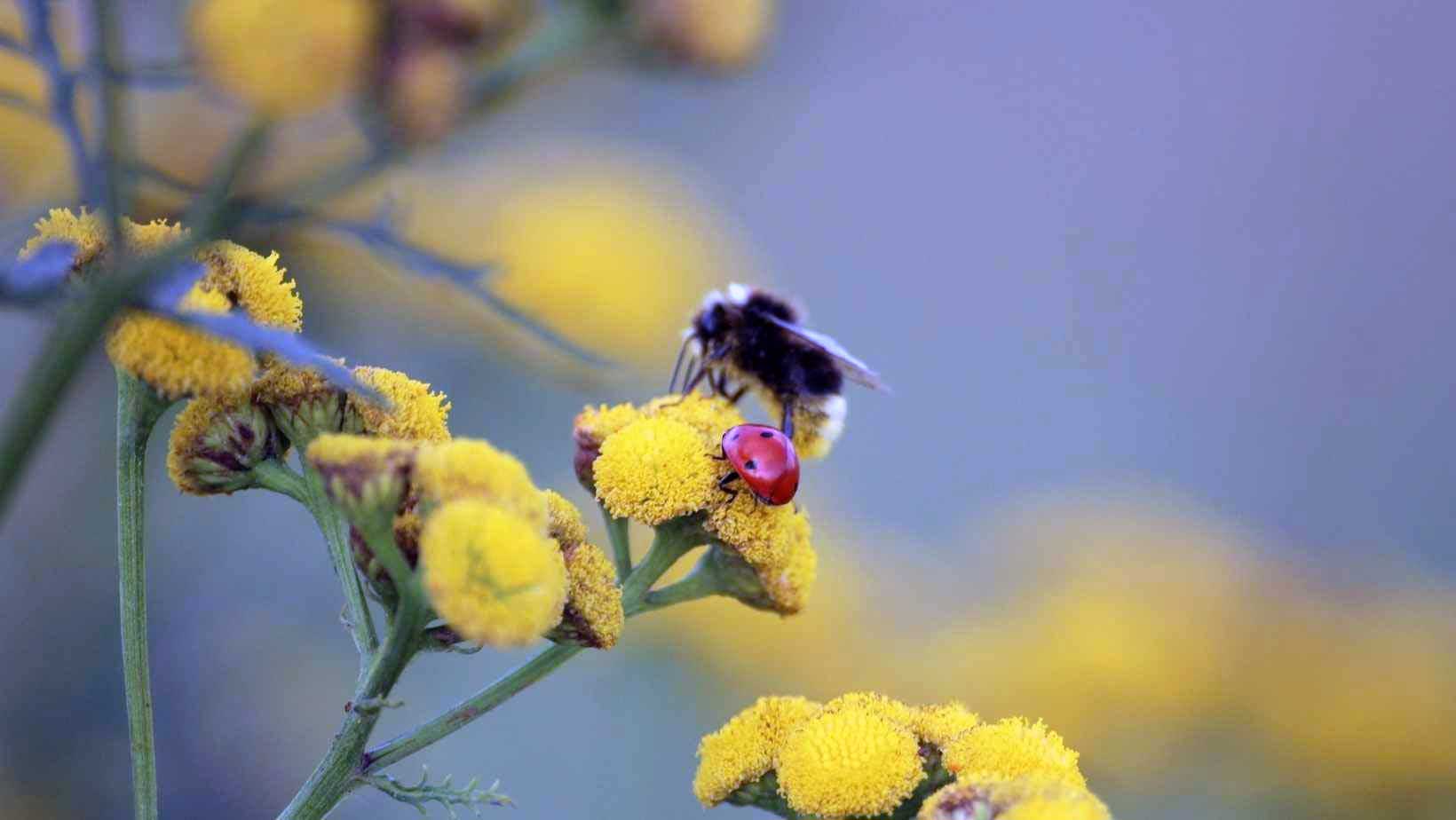 Insects enjoy life in Myrolion's olive forest