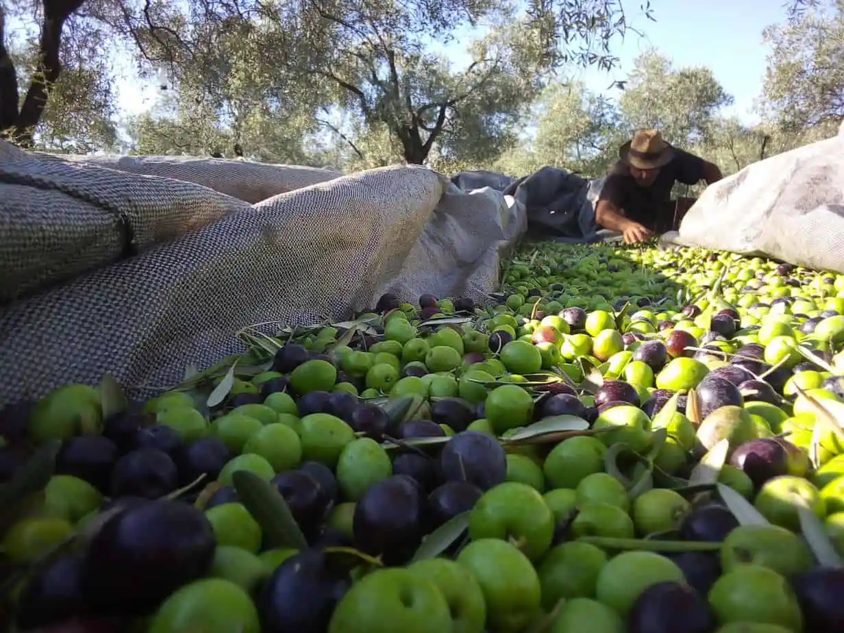 How do you define the best olive oil?