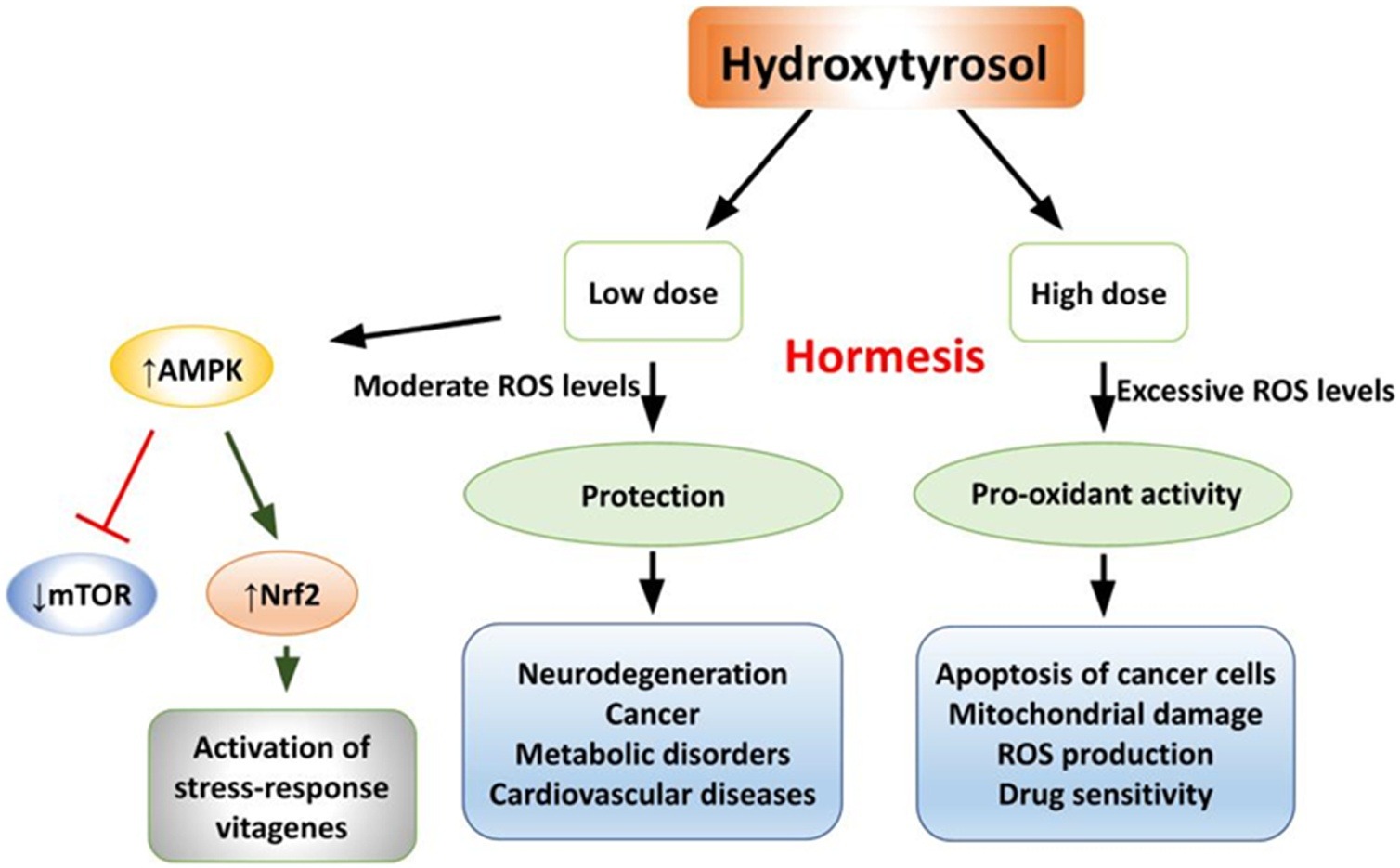 Hydroxytyrosol difference between high and low dose