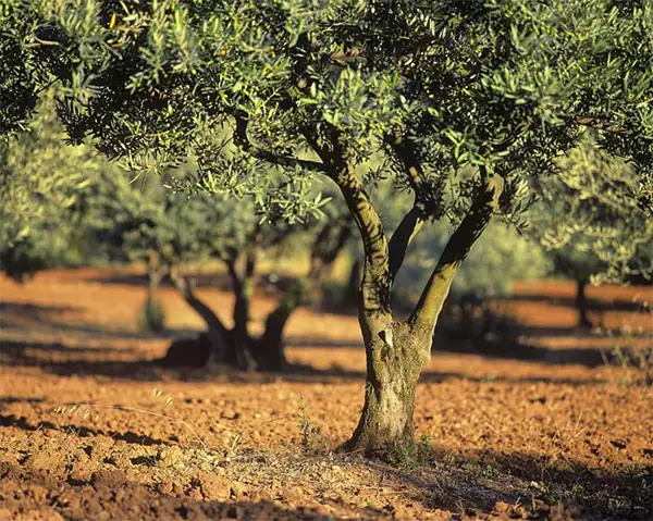 Conventional Olive Grove Conventional Olive Grove that does not produce organic olive oil.