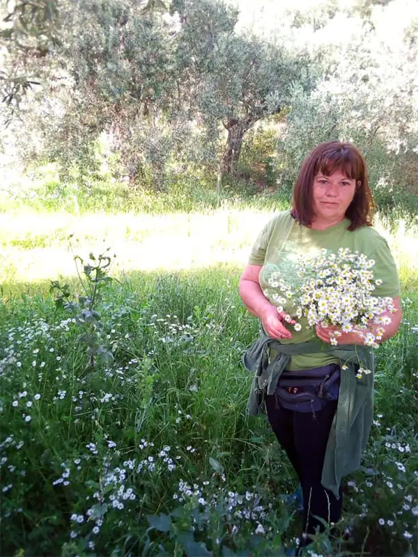 Ioanna harvesting Chamomile in our family's groves that produce organic olive oil.