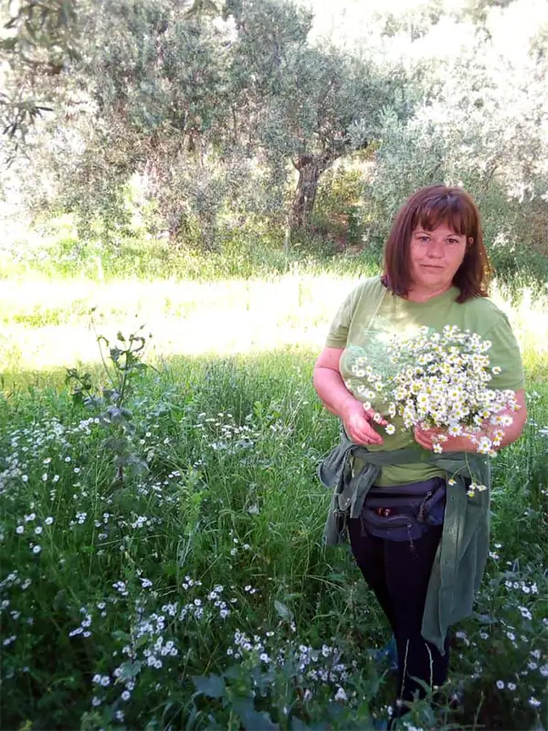 Ioanna-harvests-chamomile-in-organic-olive-grove Ioanna harvesting Chamomile in our family's groves that produce organic olive oil.