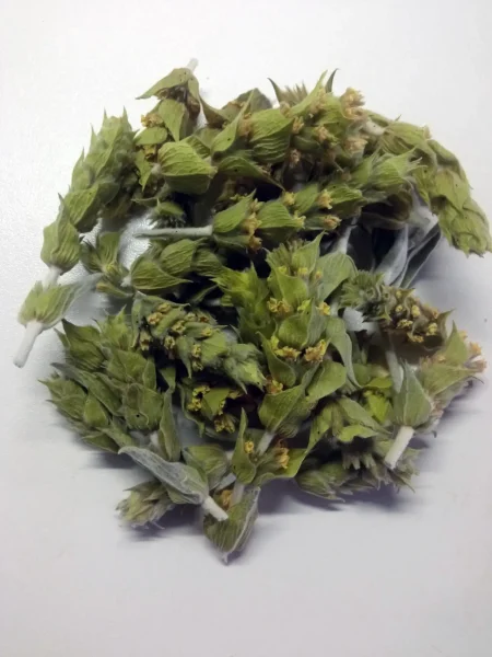 Organic Greek Mountain Tea (Siderittis spp.) - Sto Chorafi | 1.7 oz (50g)